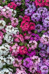 Fototapeta premium A garden filled with colorful verbena flowers 