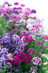 Obraz premium Clusters of pink and purple lilac flowers bloom in a garden