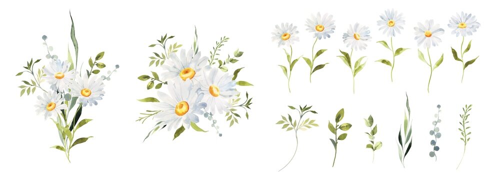 Watercolor Daisy floral illustration, Chamomile spring flowers clipart, Wildflower arrangement and summer wreath, Wedding invitations