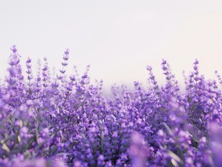 Naklejka premium A vast purple flower field in Provence blooms under the summer sun