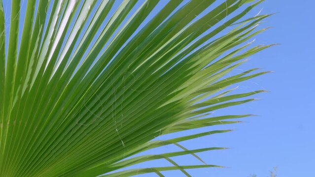 tropical leaf African Sabal fan palm gracefully sways in wind close-up, natural beauty tropics, tropical atmosphere in advertising travel agencies, hotels, airlines, food and beverages