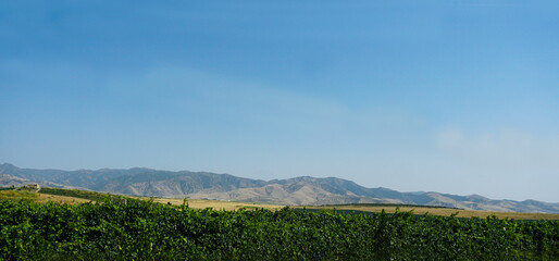 Mountains and blue sky behind the vineyard
