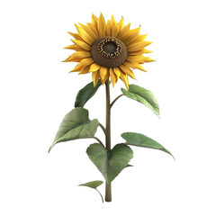 Fototapeta premium Sunflower isolated 3D on white background