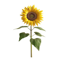 Obraz premium Sunflower isolated 3D on white background