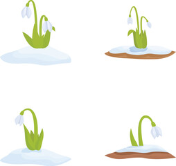 The beautiful transition of seasons with snowdrops blooming in the winter and spring, signifying the melting of snow and the emergence of new life in the natural environment