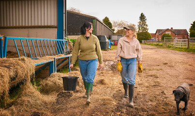 Two Female Farm Workers Walking Across Yard With Dog Past Cattle Barn At Feeding Time