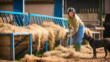 Female Farm Worker With Dog Using Pitchfork To Feed Hay To Cattle In Barn © Monkey Business