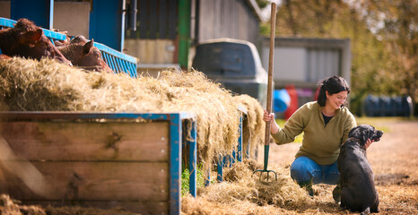 Female Farm Worker With Dog Using Pitchfork To Feed Hay To Cattle In Barn © Monkey Business