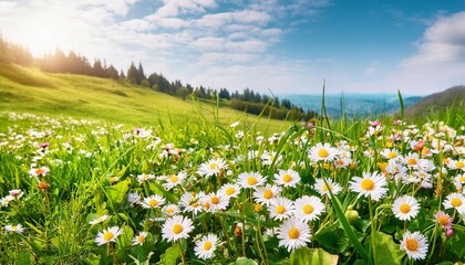 Beautiful spring landscape with meadow flowers and daisies in the grass. Natural summer pano