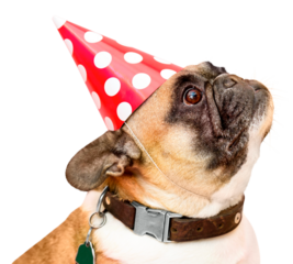 Pug dog png, birthday party hat in transparent background