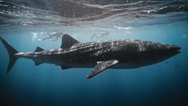 Light particles shine in water as whale shark in slow motion swims at surface of deep blue ocean