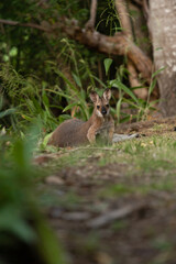 野生のワラビー、Wild Wallaby
