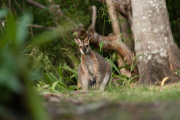 野生のワラビー、Wild Wallaby
