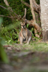 野生のワラビー、Wild Wallaby
