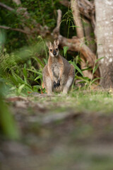 野生のワラビー、Wild Wallaby

