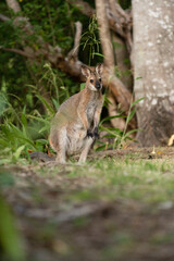野生のワラビー、Wild Wallaby
