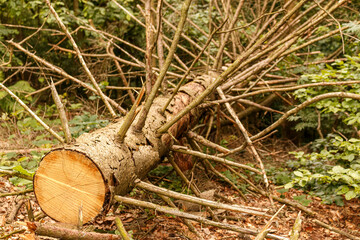 A freshly cut pine tree lies in the forest. Diagonal vision