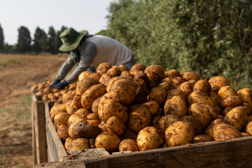 Potatoes in the field during picking