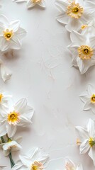 Obraz premium Beauty white daisy flower copy space decoration nature background