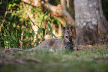 野生のワラビー、Wild Wallaby
