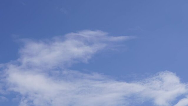 Hawk soaring high in the sky with blue sky and clouds. Slow motion.