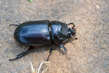Macro photo of a black beetle called Oryctes rhinoceros