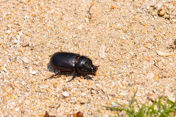 Macro photo of a black beetle called Oryctes rhinoceros