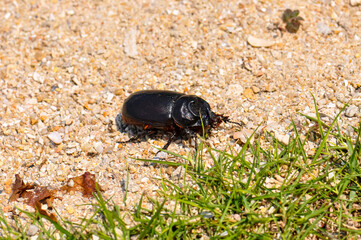 Macro photo of a black beetle called Oryctes rhinoceros