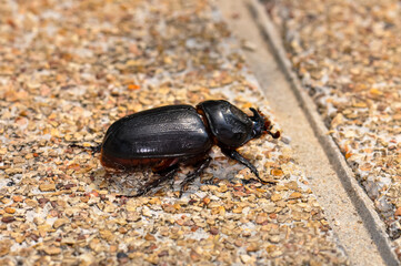 Macro photo of a black beetle called Oryctes rhinoceros