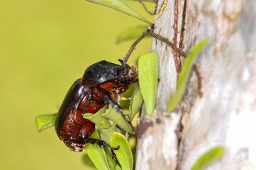 Macro photo of a black beetle called Oryctes rhinoceros