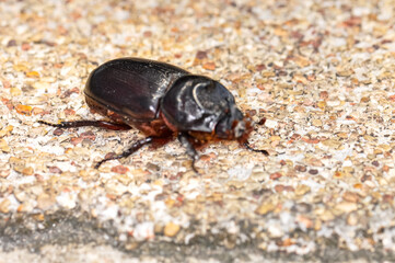Macro photo of a black beetle called Oryctes rhinoceros