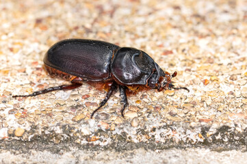 Macro photo of a black beetle called Oryctes rhinoceros