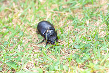 Macro photo of a black beetle called Oryctes rhinoceros