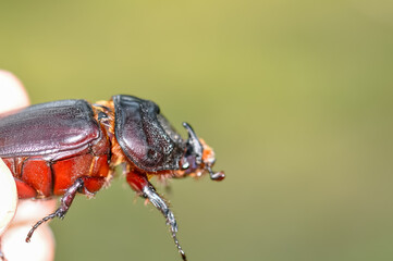 Macro photo of a black beetle called Oryctes rhinoceros