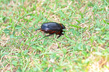 Macro photo of a black beetle called Oryctes rhinoceros