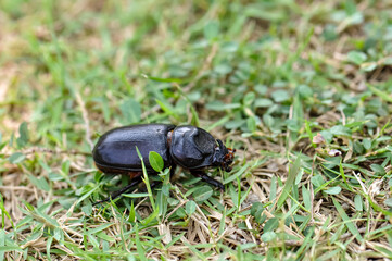 Macro photo of a black beetle called Oryctes rhinoceros