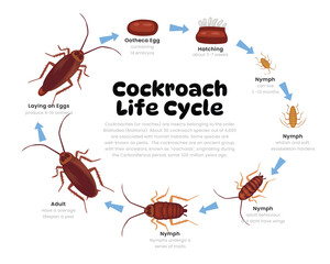 Cockroach Life Cycle Diagram for Science Education development process scheme illustration, Different insect stages from stages ootheca, hatching, nymph to adult cockroach, reproduction explanation. © vesvocrea