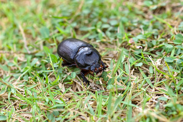 Macro photo of a black beetle called Oryctes rhinoceros