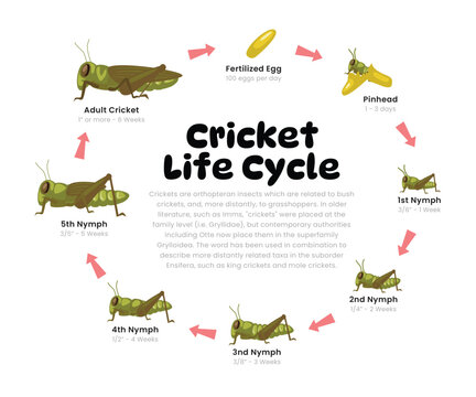 Cricket Life Cycle Diagram for Science Education development process scheme illustration, Different insect stages from stages egg, pinhead, nymph to adult cricket bug, reproduction explanation.