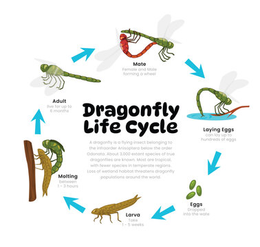 Dragonfly Life Cycle Diagram for Science Education development process scheme illustration, Different insect stages from stages mating, laying egg, larva, molting to adult, reproduction explanation.