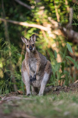 野生のワラビー、Wild Wallaby
