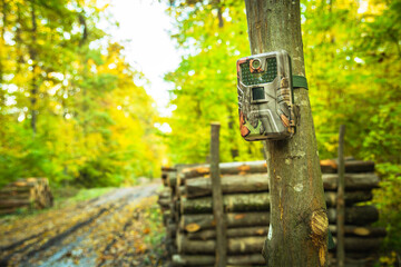 Camera trap in the forest, guardian of felled wood