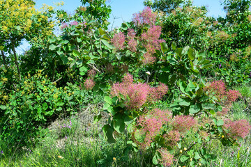 Aaron's-beard (Cotinus coggygria) cultivated in Crimea no later than 1650. Scumpia plantings have...