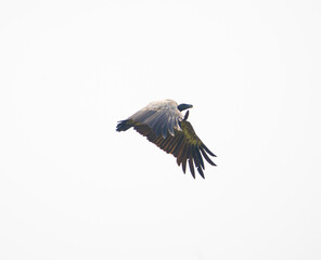 A long billed or indian vulture or gyps indicus during flight with wings open in Gwalior region of Madhya Pradesh in Central India