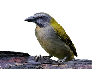Buff-throated Saltator Saltator maximus isolated on a white background.