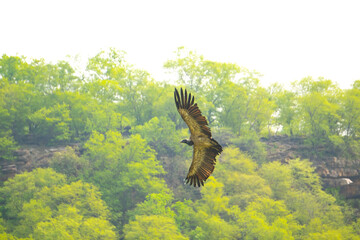 A long billed or indian vulture or gyps indicus during flight with wings open in Gwalior region of Madhya Pradesh in Central India