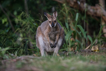 野生のワラビー、Wild Wallaby
