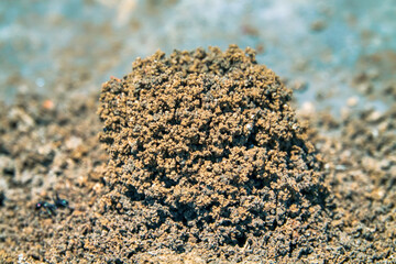 Myrmecology. Ants build anthills on salt marsh in form of earthen tower because salt water under...