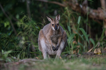 野生のワラビー、Wild Wallaby