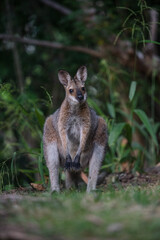 野生のワラビー、Wild Wallaby
